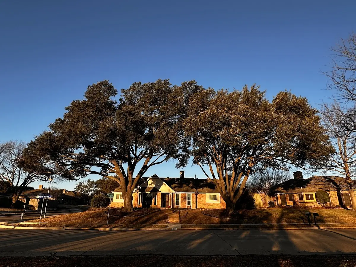 Established residential canopy tree shading a home in Spindale
